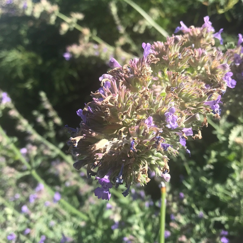 Meet your Posher, Maya